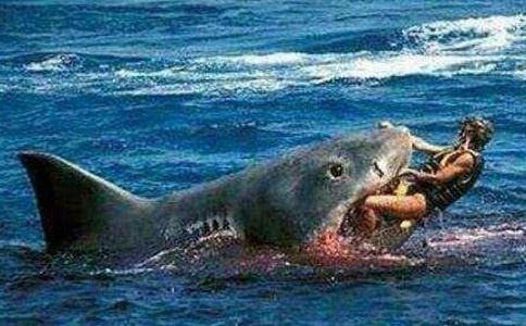 1993深圳鲨鱼吃人事件：大学生被吞噬，尸体至今未找到