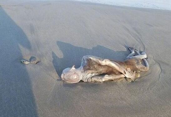 地球上出现的神秘生物，日本海岸冲上神秘生物尸体