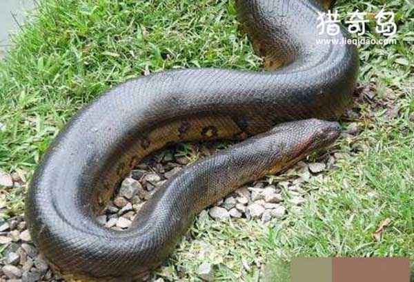 巴西水库炸出世界第一巨蛇
