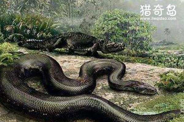 世界第一巨蛇