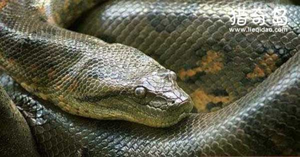 巴西水库炸出世界第一巨蛇