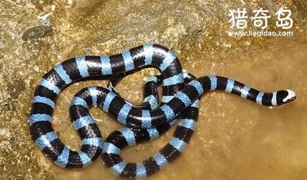 巴西水库炸出世界第一巨蛇，最大网纹蟒蛇(10米/重1吨）