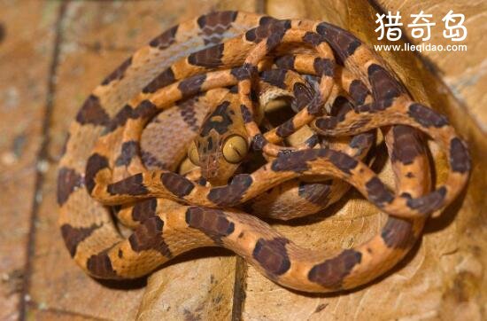 世界上最奇特的一些蛇类，“大头儿子”钝头树蛇