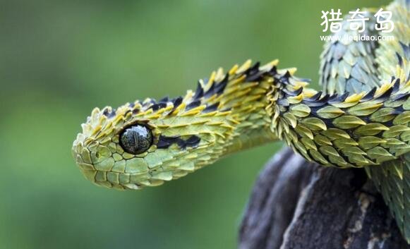 世界上最奇特的一些蛇类，“大头儿子”钝头树蛇
