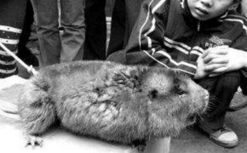 前苏联大老鼠吃了5个人，核辐射变异的食人巨鼠