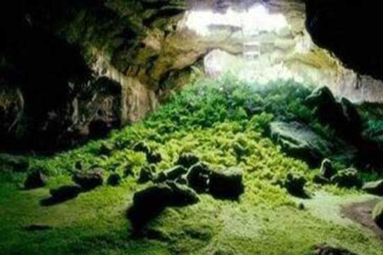 印尼爪哇谷洞真相揭秘，印尼爪哇谷洞里面有什么？