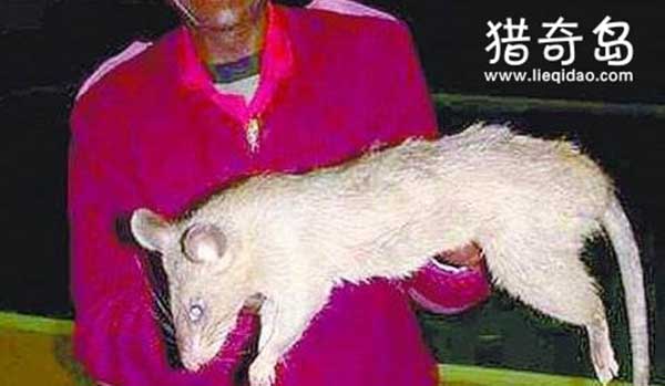 前苏联大老鼠吃了5个人，核辐射变异的食人巨鼠
