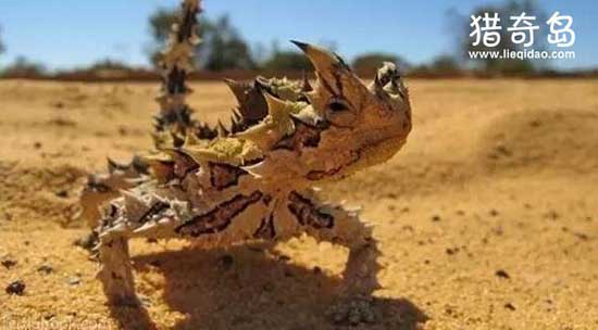 沙漠魔物澳洲棘蜥，浑身荆棘的魔蜥(一只六位数)
