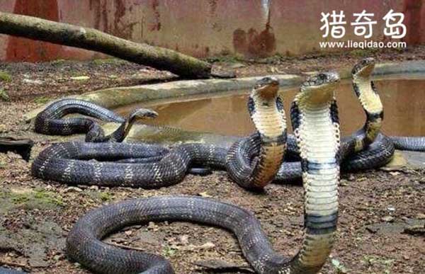 中国八三年蛇灾