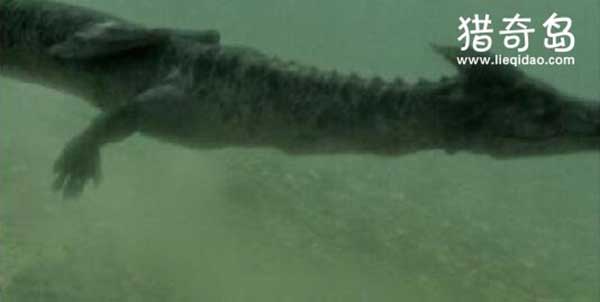 青海湖海底惊现12米巨型真龙，巨型水怪曝光(图)