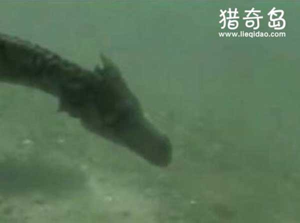 青海湖海底惊现12米巨型真龙，巨型水怪曝光(图)