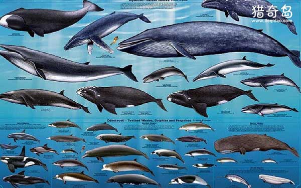 鲸鱼返祖图片、鲸鱼的进化过程