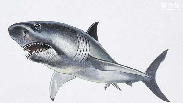 远古鲨鱼排名、十大最强海底巨兽