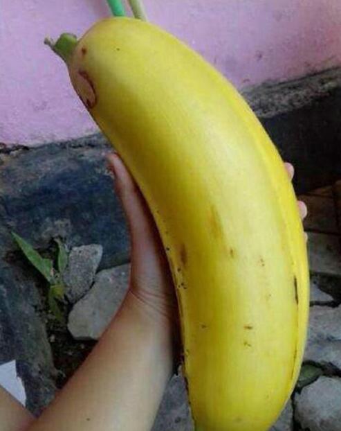 世界上最大的香蕉图片