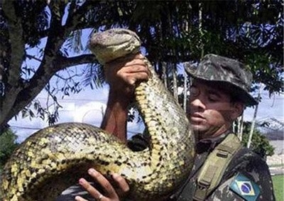 森林王蛇能免疫响尾蛇毒