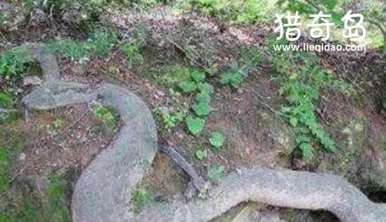 贵州大蛇事件真相，据说在吃人后消失不见(纯属捏造)