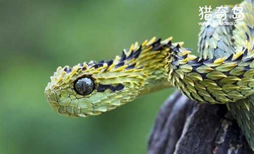 世界上最帅的蛇基伍树蝰，身披彩鳞的铠甲勇士
