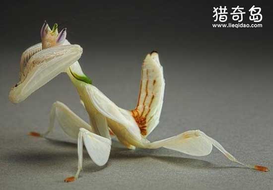 世界上最漂亮的螳螂，兰花螳螂(美艳杀手超像兰花)