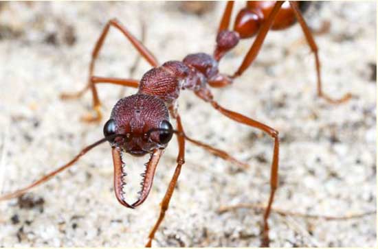 世界上最大的蚂蚁有多大
