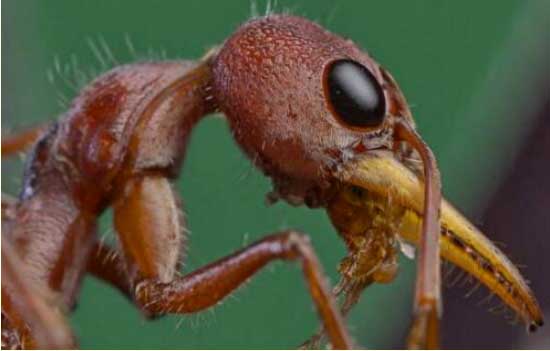 世界上最大的蚂蚁图片