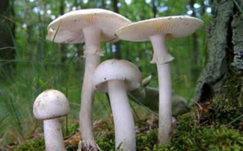 世界上第一毒的蘑菇