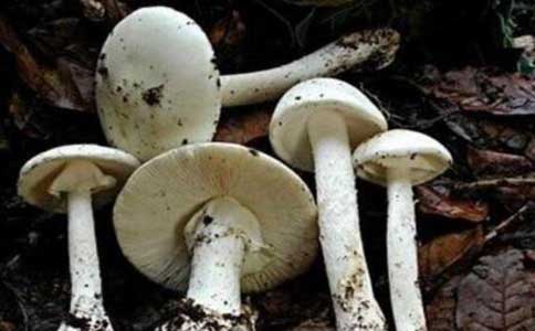 世界上第一毒的蘑菇