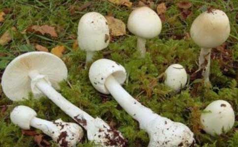 世界上毒性最强的蘑菇