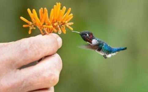 世界上最小的蜂鸟长