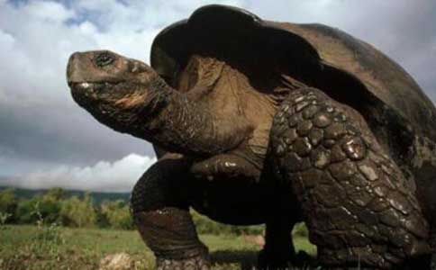 界上最大的乌龟是什么龟