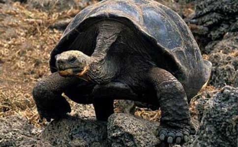 界上最大的乌龟是什么龟