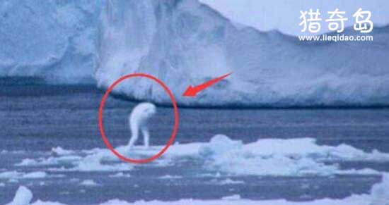 南极巨型生命体Ningen