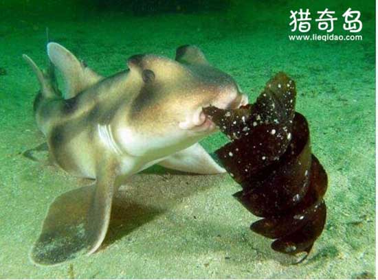 世界上最温和的鲨鱼