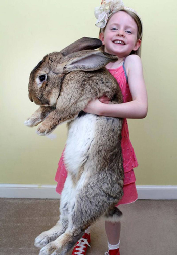 奇闻异事_世界上最大的兔子(大流士兔子)长达1.2米,每年要吃2万元食物