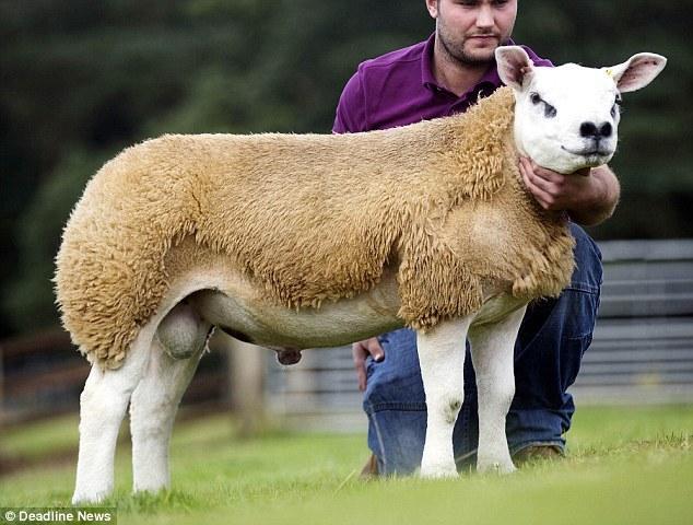 世界上最贵的羊332万元成交