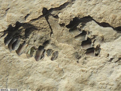 史前文明聚焦阿拉伯半岛：沙特发现距今12万年前的人类脚印_未解之谜