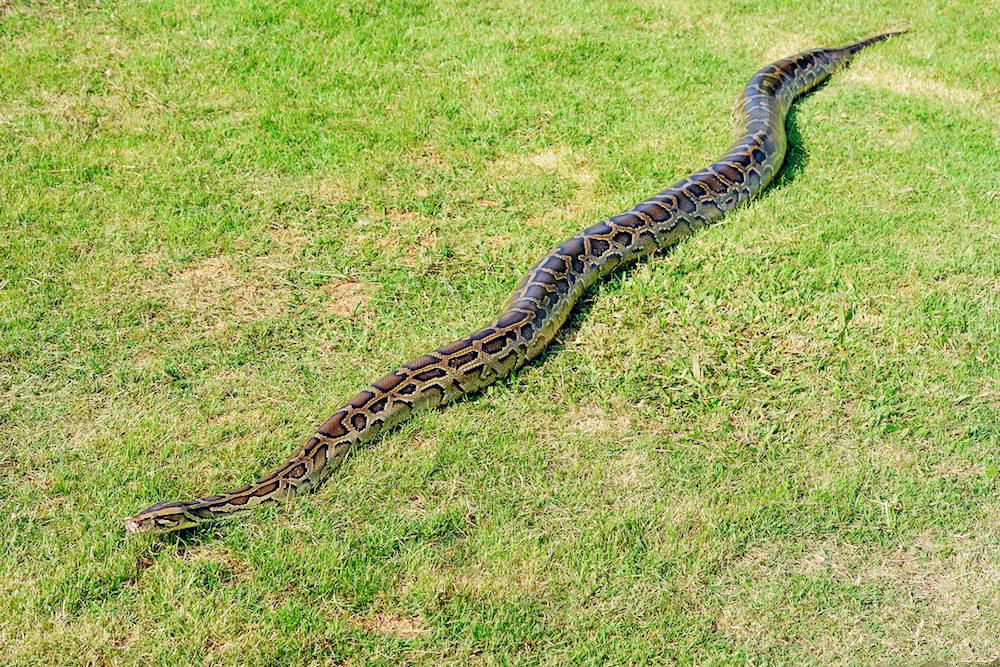 世界上最长的蛇，它是谁？究竟有多长