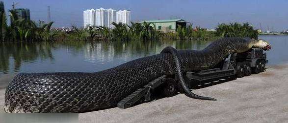 世界上最长的蛇，它是谁？究竟有多长
