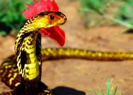盗墓笔记中的鸡冠蛇在现实中是否真的存在呢?