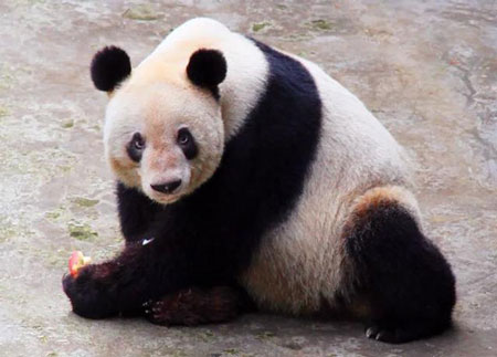 全球最长寿圈养大熊猫“新星”去世