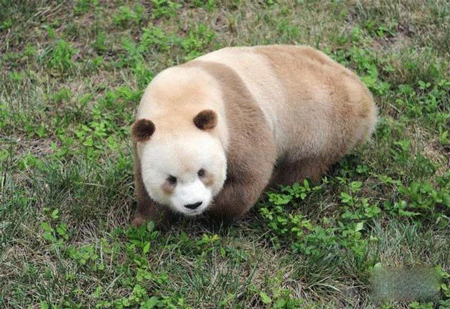 超罕见!全球唯一白色大熊猫长大变金白色!