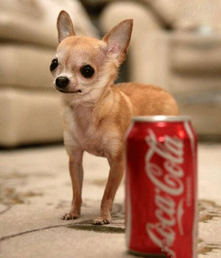 世界上最小的狗,一只名叫米莉的吉娃娃,身高仅有6.53厘米
