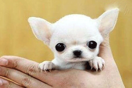世界上最小的狗,一只名叫米莉的吉娃娃,身高仅有6.53厘米
