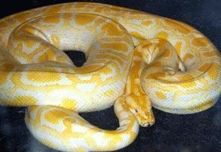 世界上最大的蟒蛇排名,网纹蟒可以达到300斤重