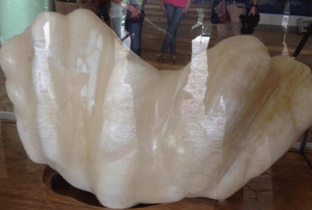 世界上最大的珍珠,重量高达68斤