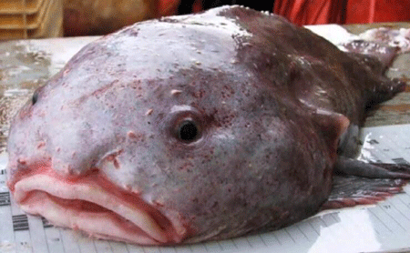 世界上最丑的鱼,吃货看到它都下不去口