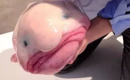 世界上最丑的鱼,吃货看到它都下不去口