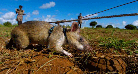 世界上最大的老鼠,鼠中英雄扫雷高手