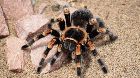 世界上最大的蜘蛛,毒性凶猛性格暴躁极其危险
