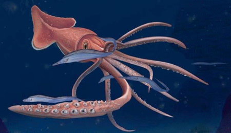 最大的无脊椎动物,大王酸浆鱿