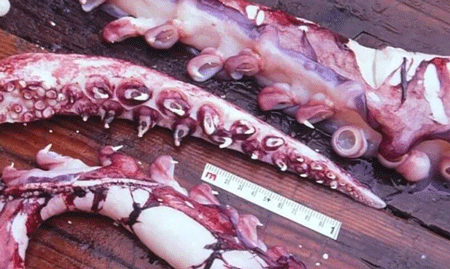 最大的无脊椎动物,大王酸浆鱿